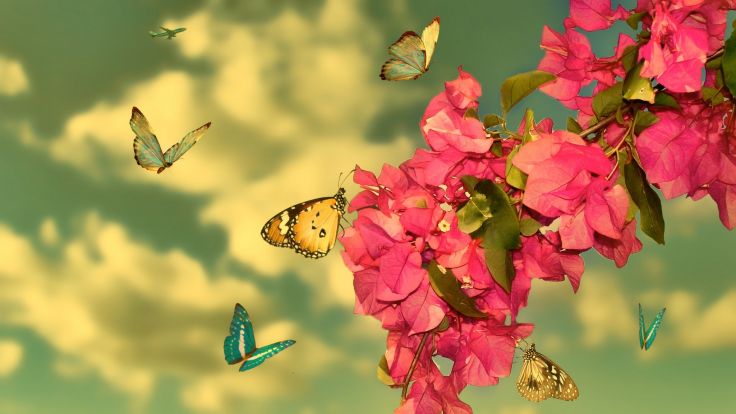 Beautiful butterflies